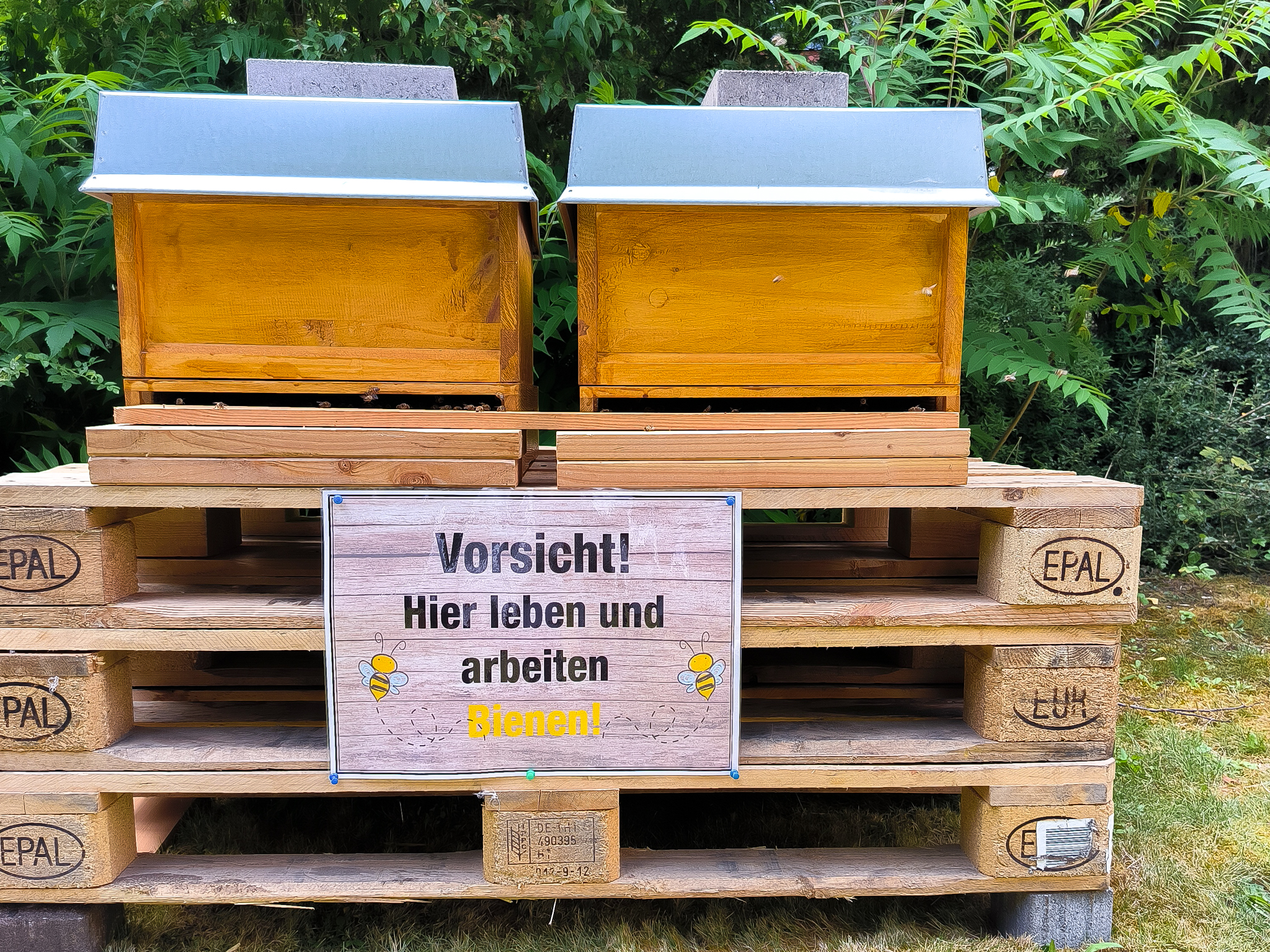 Unsere neuen summenden Mitbewohnerinnen