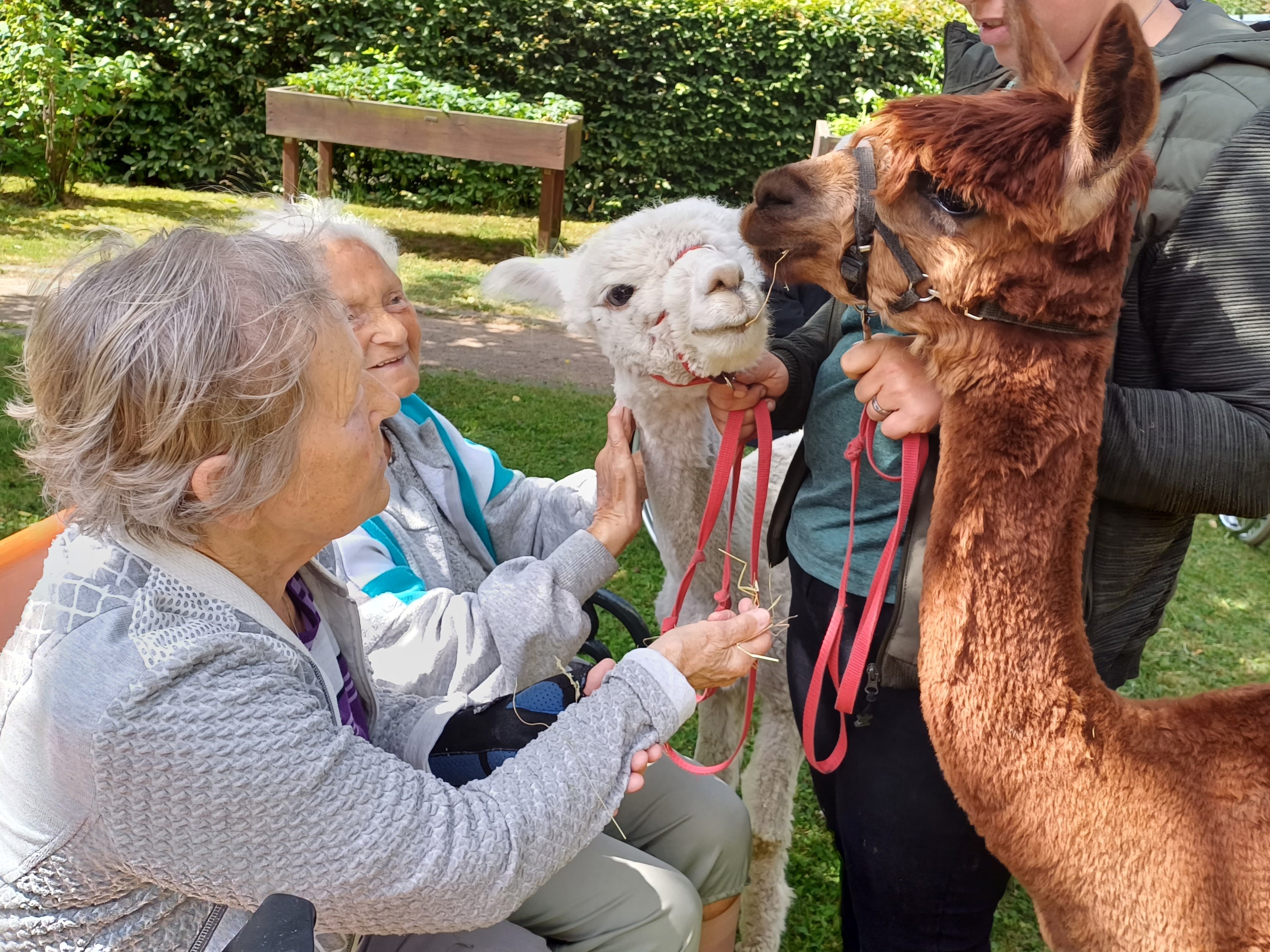 Unser Seniorenheim „Am Park“ in Böhlen – die Höhepunkte im Juni und Juli 