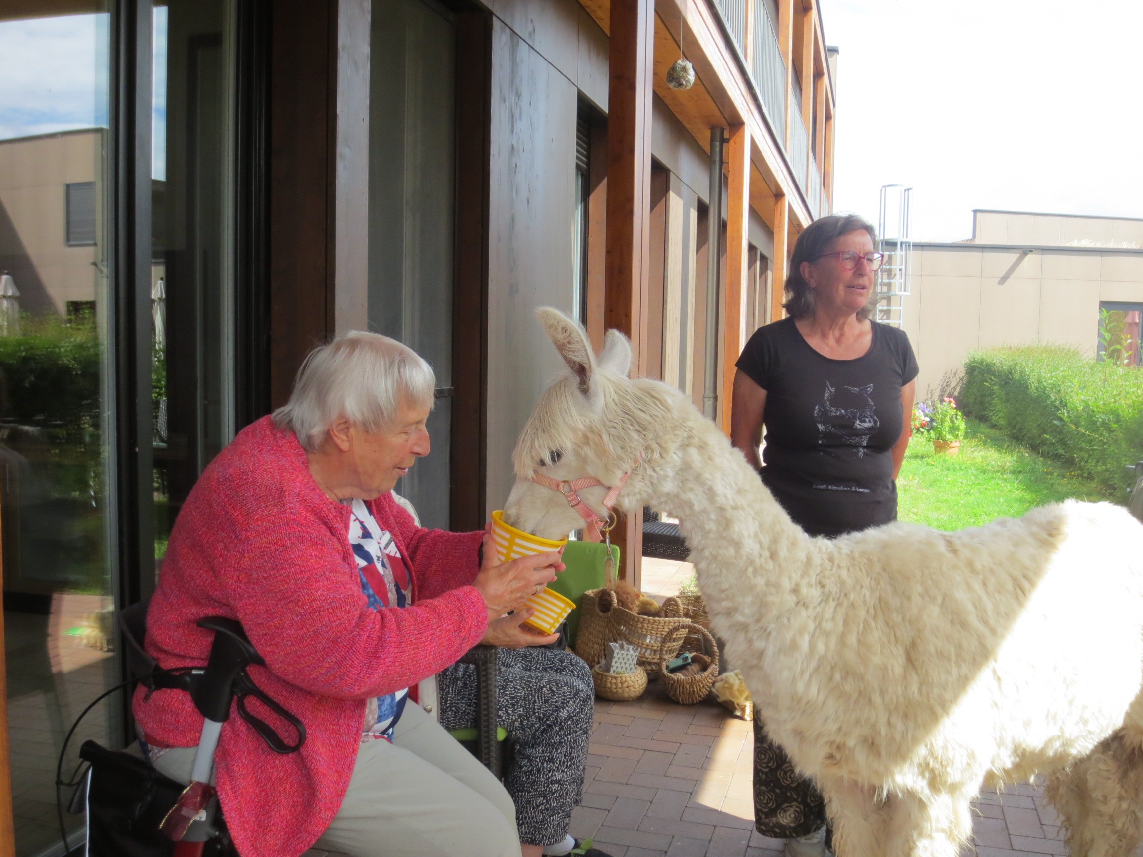 Die Alpakas zu Besuch in unserem "Sonnenpark"