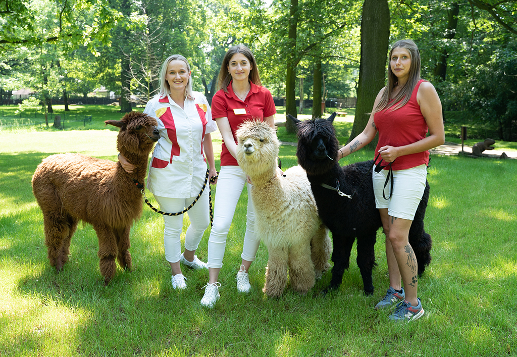 Alpakas werden Patentier Auf einer Wiese halten drei Damen jeweils ein Alpaka am Halfter.