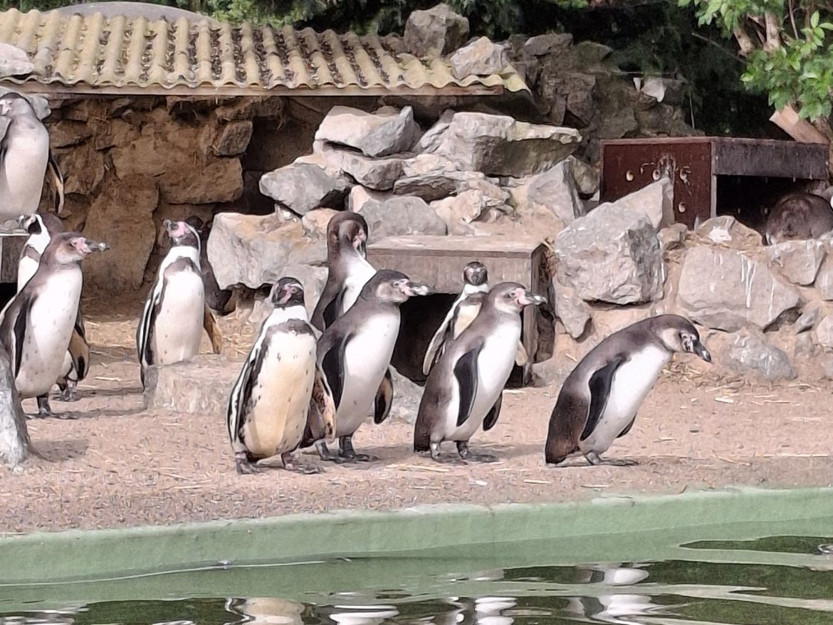 Eine kleine flauschige Überraschung im Bergzoo Halle (Saale) …