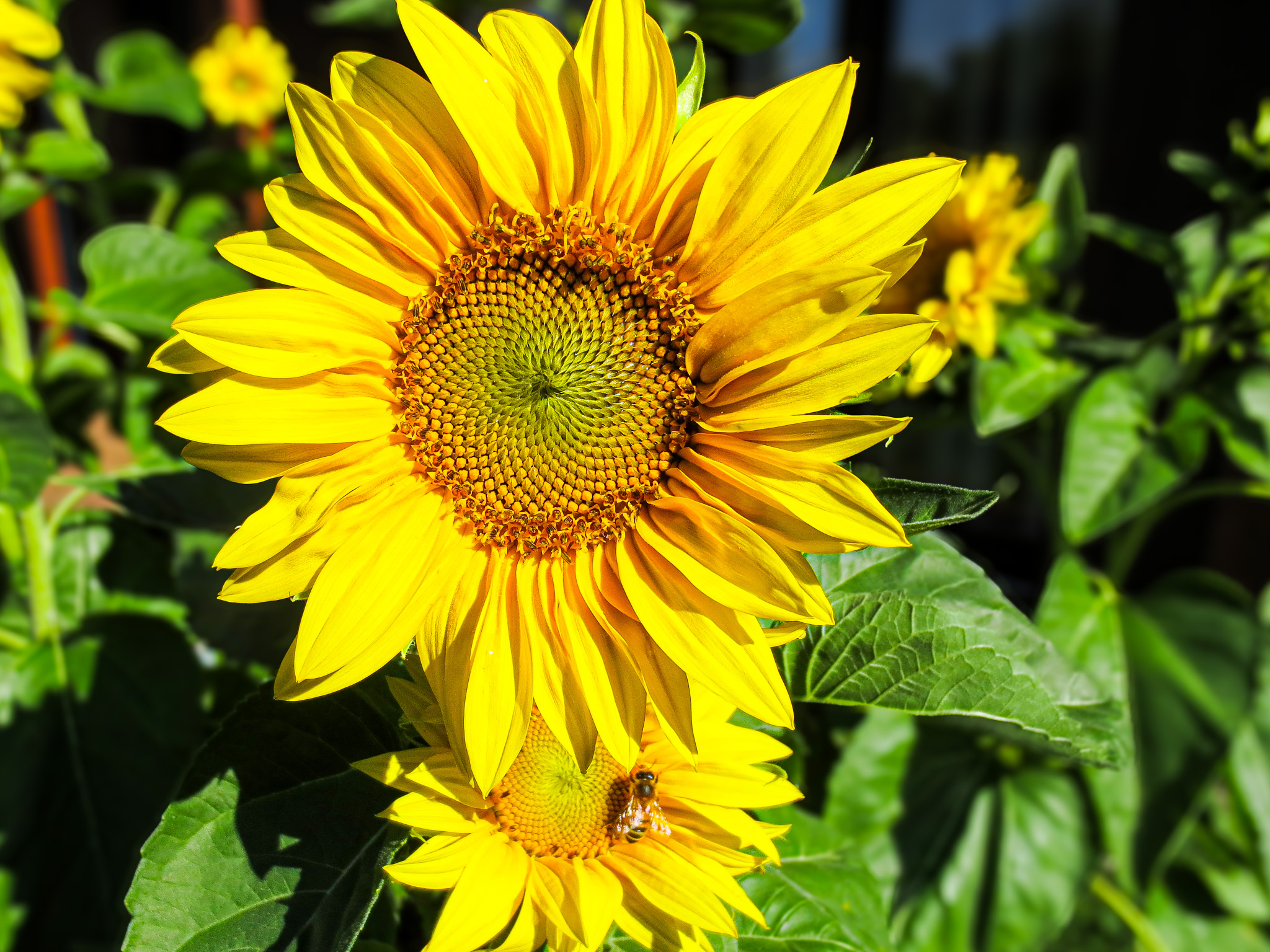 Sonnenblumenwettbewerb 2023