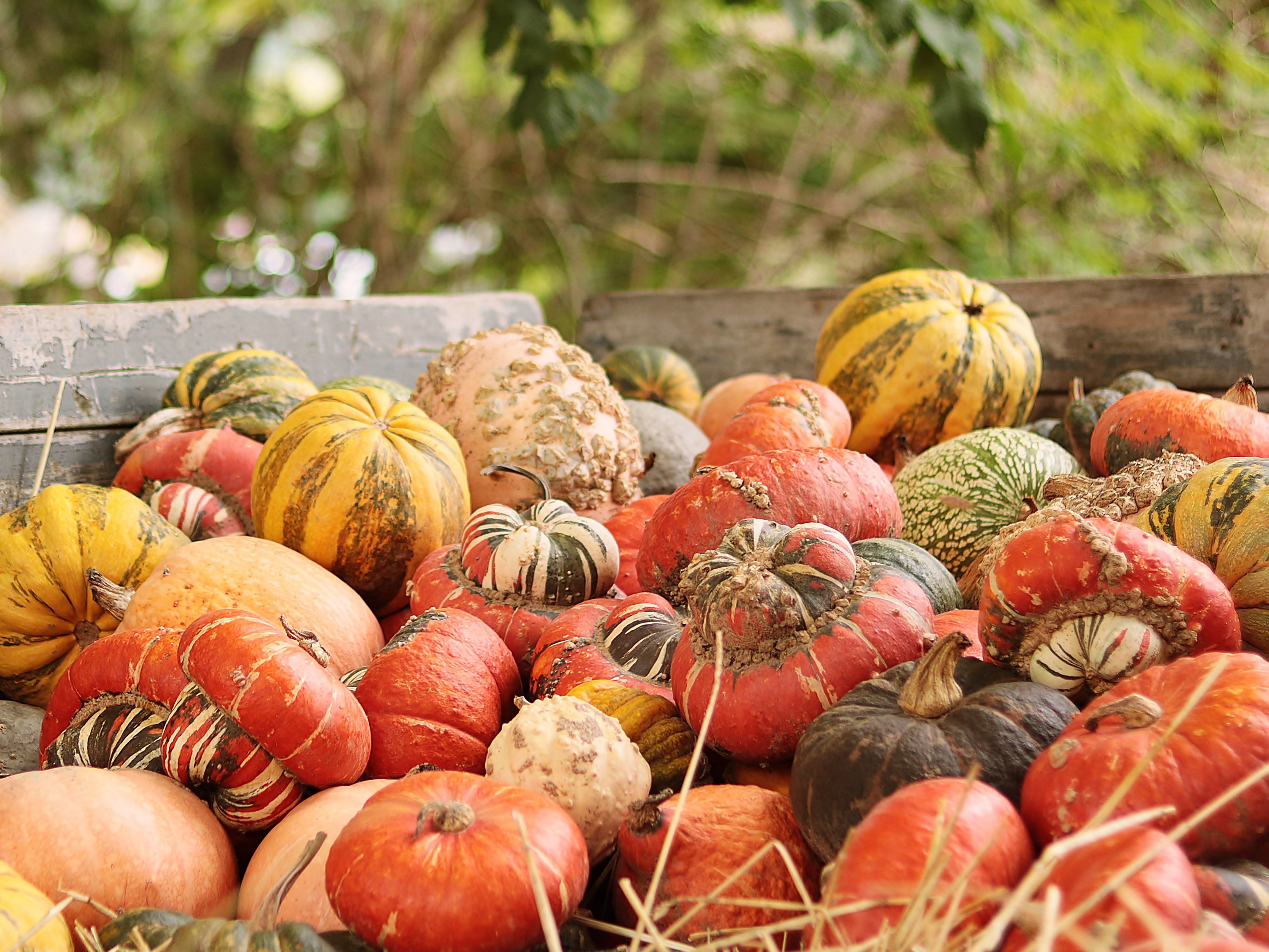 Genießen Sie die saisonalen Köstlichkeiten im Café & Bistro